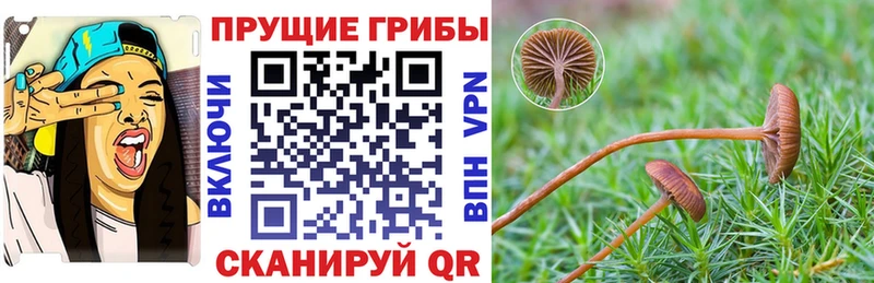 мега рабочий сайт  Унеча  Галлюциногенные грибы Psilocybine cubensis 
